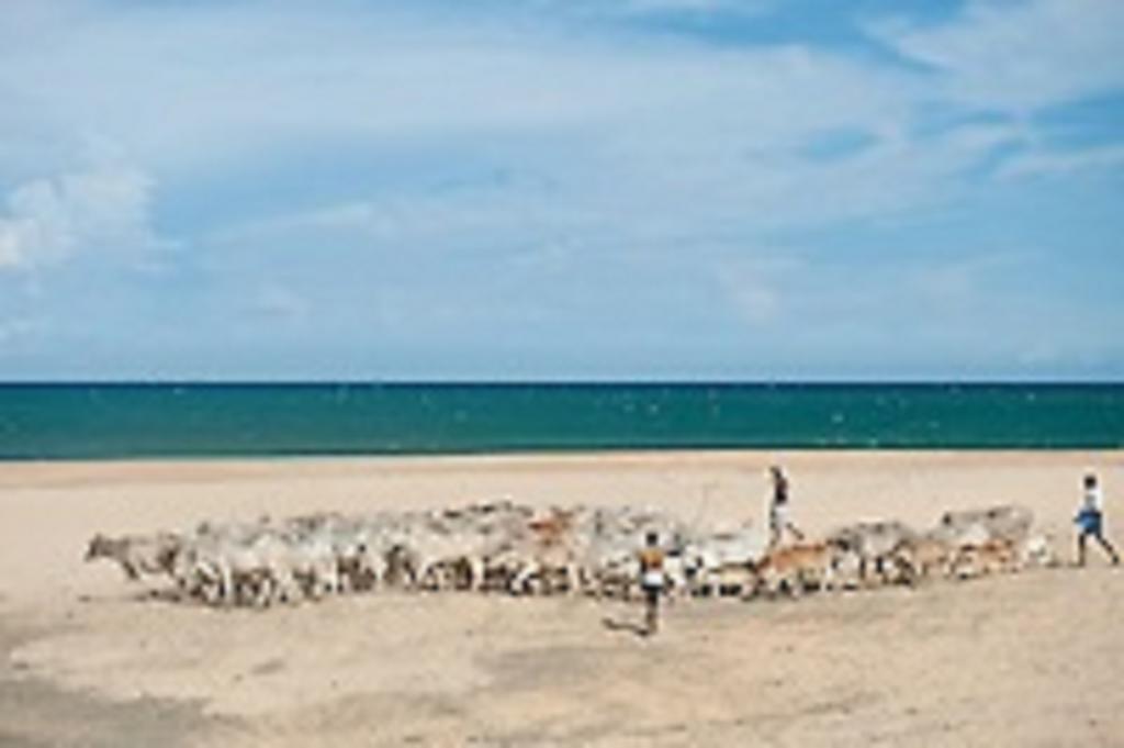 Zimbay Guest House Arugam Bay Kültér fotó